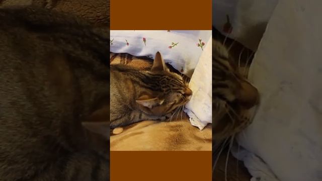 Funny cats| Barsik licks the pillow| #cats #shorts