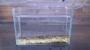 6 СПОСОБОВ СЛИТЬ ВОДУ ИЗ АКВАРИУМА ОБЫЧНЫМ ШЛАНГОМ