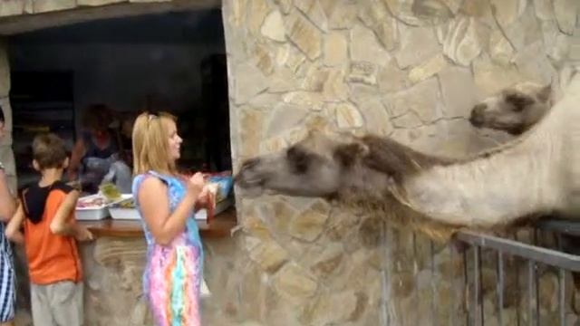 Кормим верблюдов в Сафари-парк "Тайган" 2013 смотреть онлайн