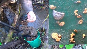 Копаю самородное Золото у бобров)!