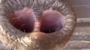 Обжора - ненасытный слонёнок