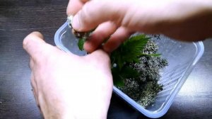 ПАЛОЧНИКИ LICHEN. РЕАЛЬНО ЛИ ВЫРАСТИТЬ ДОМА? ЭКСПЕРИМЕНТ