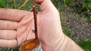 Перепрививка сливы сортовой алычёй,результат.