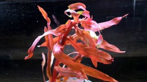 АММАНИЯ ГРАЦИЛИС. АММАНИЯ ИЗЯЩНАЯ. Ammannia gracilis. СЕКРЕТЫ СОДЕРЖАНИЯ