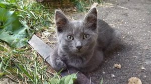 Поэзия Любви *** МОЯ КОРОЛЕВА ***, автор Сафронов И.В.