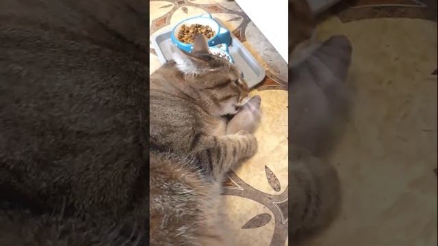 Funny cats |Barsik licks the fish| #cats #shorts