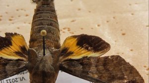 БРАЖНИКИ: 112. Macroglossum variegatum