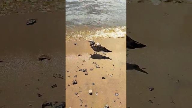 птенец чайки