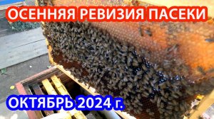 ОСЕННЯЯ РЕВИЗИЯ 2024 г.