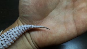 ЗАЧЕМ МЫ ОТРЕЗАЛИ ЭУБЛЕФАРУ ХВОСТ ?