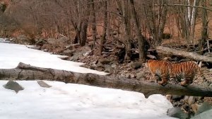 Новый выводок самой знаменитой тигрицы