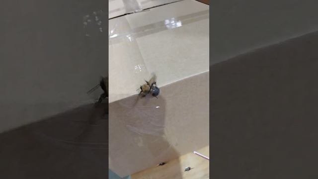шмель