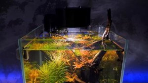 РАСТЕНИЯ ПРУТ КАК НА ДРОЖЖАХ, НО ЕСТЬ НЮАНСЫ... #АКВАМЕН