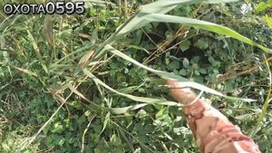 Охота с гончими на Фазана в Дагестане