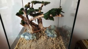 АКВАСКЕЙП ШАГ ЗА ШАГОМ "НЕ ПРОСТО ДЕРЕВО" . AQUASCAPE STEP BY STEP