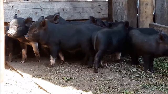 вьетнамские свиньи ответы на вопросы.ч1 смотреть онлайн