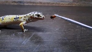 КАК ПРАВИЛЬНО КОРМИТЬ ЭУБЛЕФАРОВ. ВСЕ О КОРМЛЕНИИ