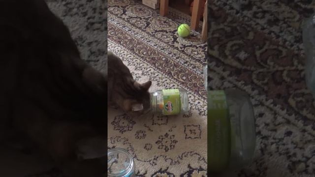 Funny cats |Barsik takes the balls| #cats #shorts