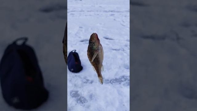 зимний ËРШ