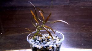 ГИГРОФИЛА АРАГВАЯ ( Hygrophila araguaia )
