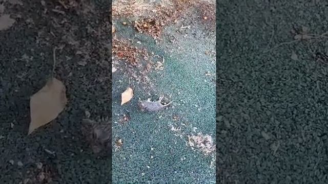труп на детской площадке