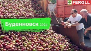 Тяжелая работенка для яблочного пресса в Буденновске