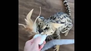 Игры с котами, 12. Для кошки всё игрушка ;)