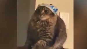 Игры с котами, 11. Веселые коты изучают мир