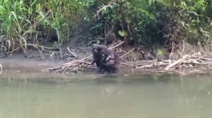 Бобр-добр на Сетуни