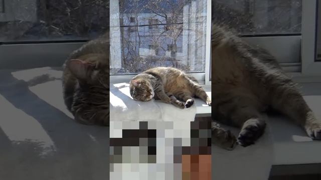 Funny cats |Barsik is resting on the balcony| #cats #shorts