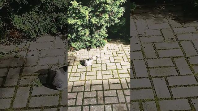 деревенские котята