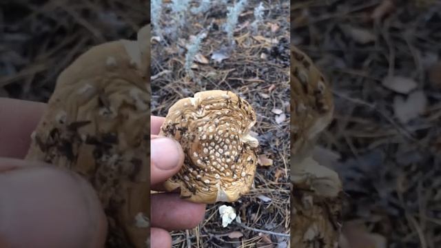 Пантерные мухоморы небывалой силы. Ежовик гребенчатый, мухоморы, пишите в телеграмм @Muhomar смотреть онлайн