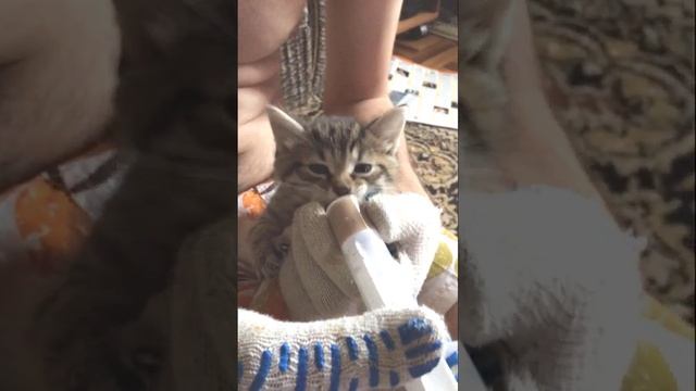 Funny cats |Barsik eats from a syringe| #cats #shorts