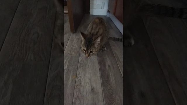 блюющая кошачья сага