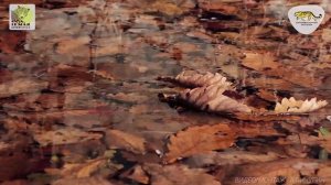 Заповедник Кедровая падь осенью \ Kedrovaya Pad’ Nature Reserve