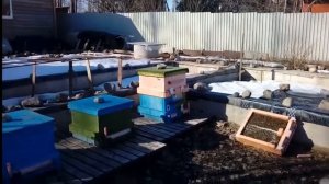 Мёд в Питере. Многоматочный улей. Тестирование метода Миленина М.И. для Ленобласти. Часть 1.