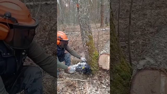 Валка с ZimAni 365 PRO #zimani #stihl #husqvarna #oleomac #валкадеревьев