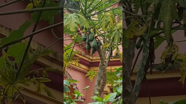 гоа , как и где растёт папая #фрукты #папая #papaya #гоа #india #fruit