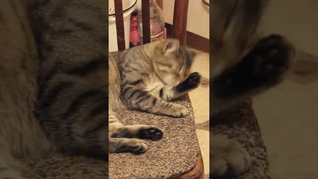 Funny cats|Barsik washes his face|#cats #shorts