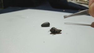 ЖУК-ЩЕЛКУН. Elateridae