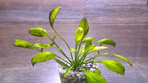 РОРИППА АКВАТИКА ( Rorippa aquatica )