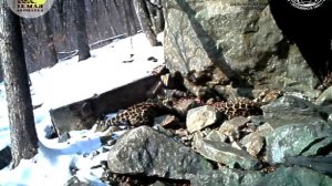 Брачные игры дальневосточных леопардов