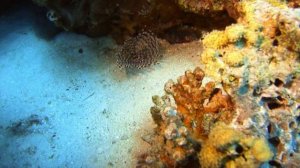 Рифы красного моря. Хургада 2014 год