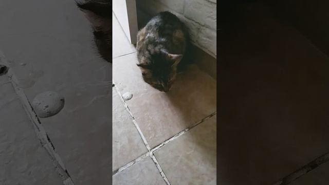 кошка блюет 5 три кучки