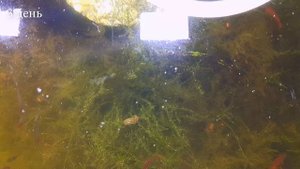 ЛУЧШЕЕ СРЕДСТВО ОТ ЗЕЛЕНОЙ ВОДЫ В АКВАРИУМЕ