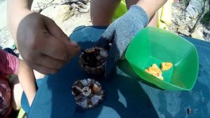 Как правильно есть морских ежей / Икра морских ежей