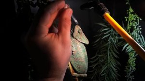 СПАСЕНИЕ САМКИ ХАМЕЛЕОНА. НЕ НЕСЕТ ЯЙЦА. ФОЛЛИКУЛЯРНЫЙ СТАЗ #АКВАМЕН #СВОИМИ_РУКАМИ