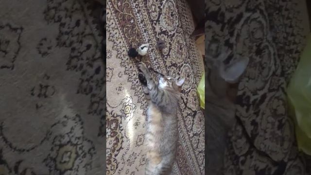 Funny cats |Barsik plays| #cats #shorts