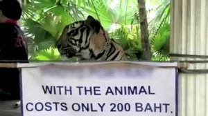 СЕКС ТУРИЗМ В ТАЙЛАНДЕ За пригоршню батов!