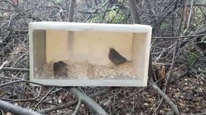 видео друзей